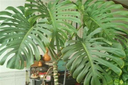 绍兴吸甲醛、吸灰尘、吸毛絮更猛的植物有哪些？