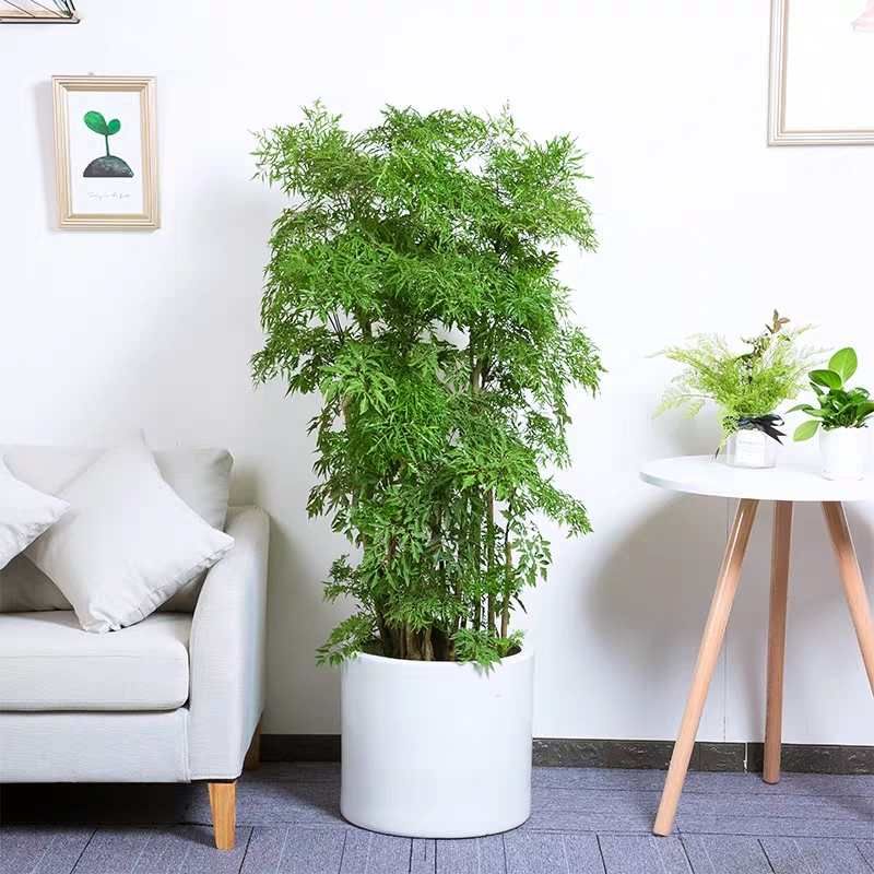 绍兴福禄桐