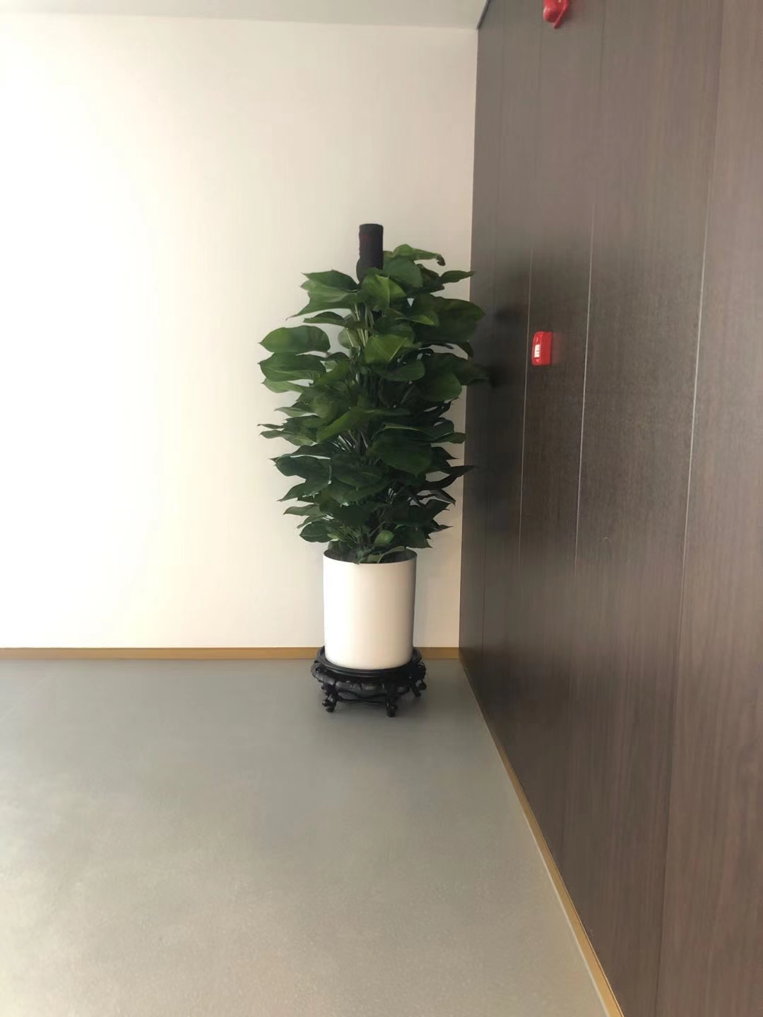 绍兴绿萝