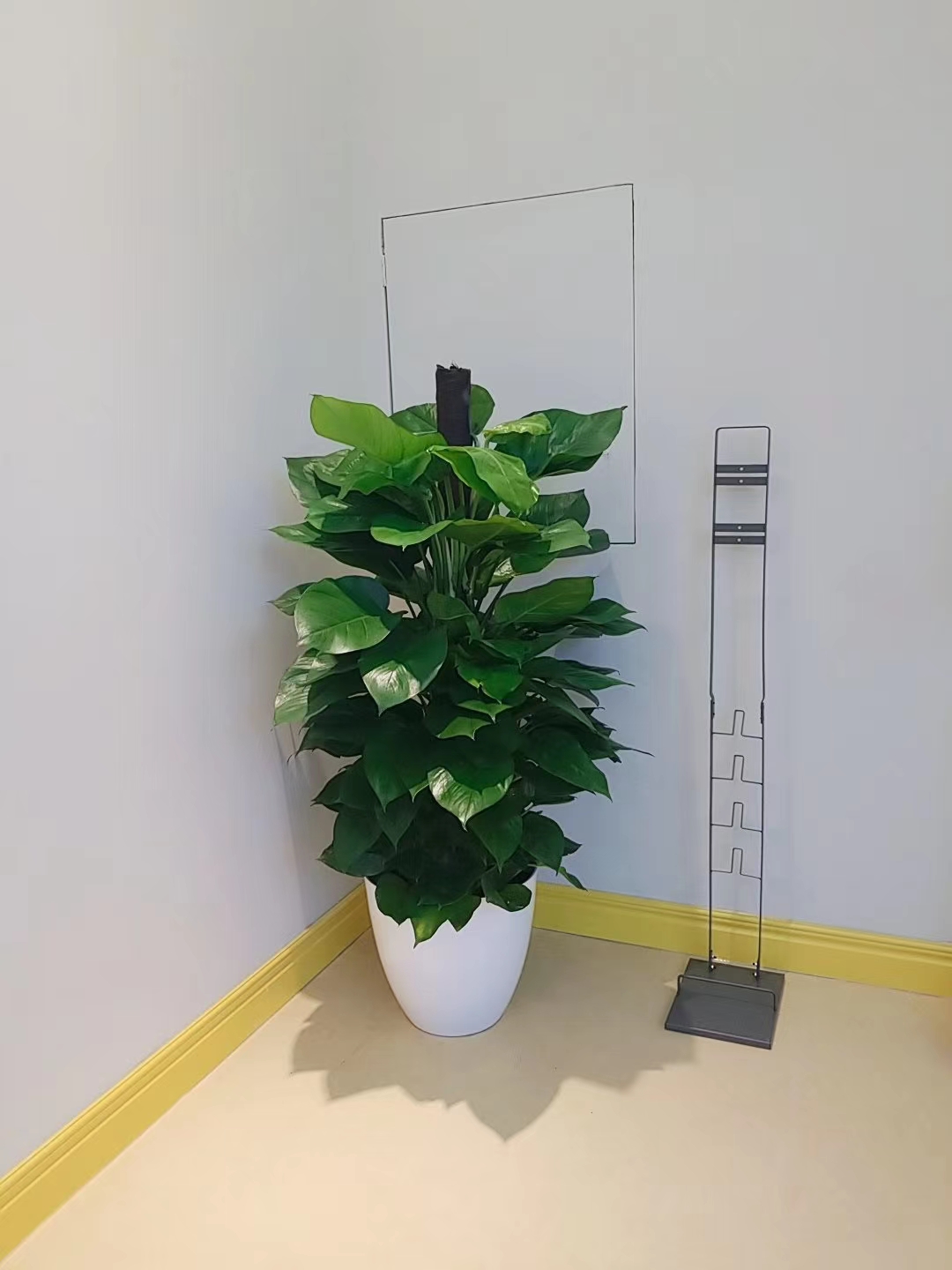 绍兴绿萝