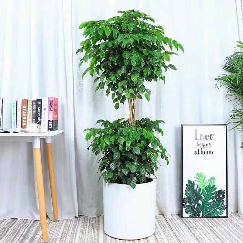 绍兴绿宝树