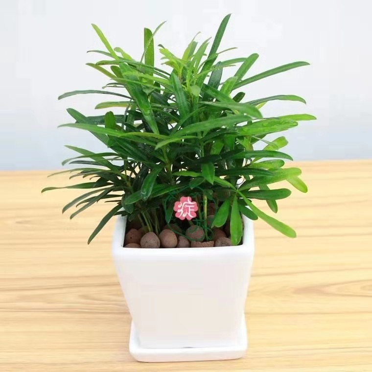 绍兴小罗汉松