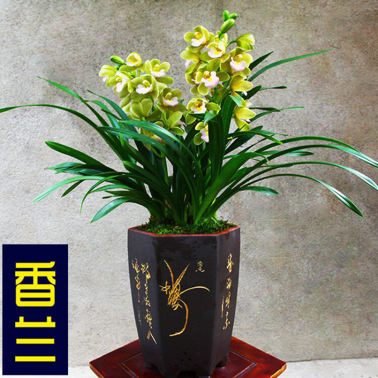 绍兴兰花