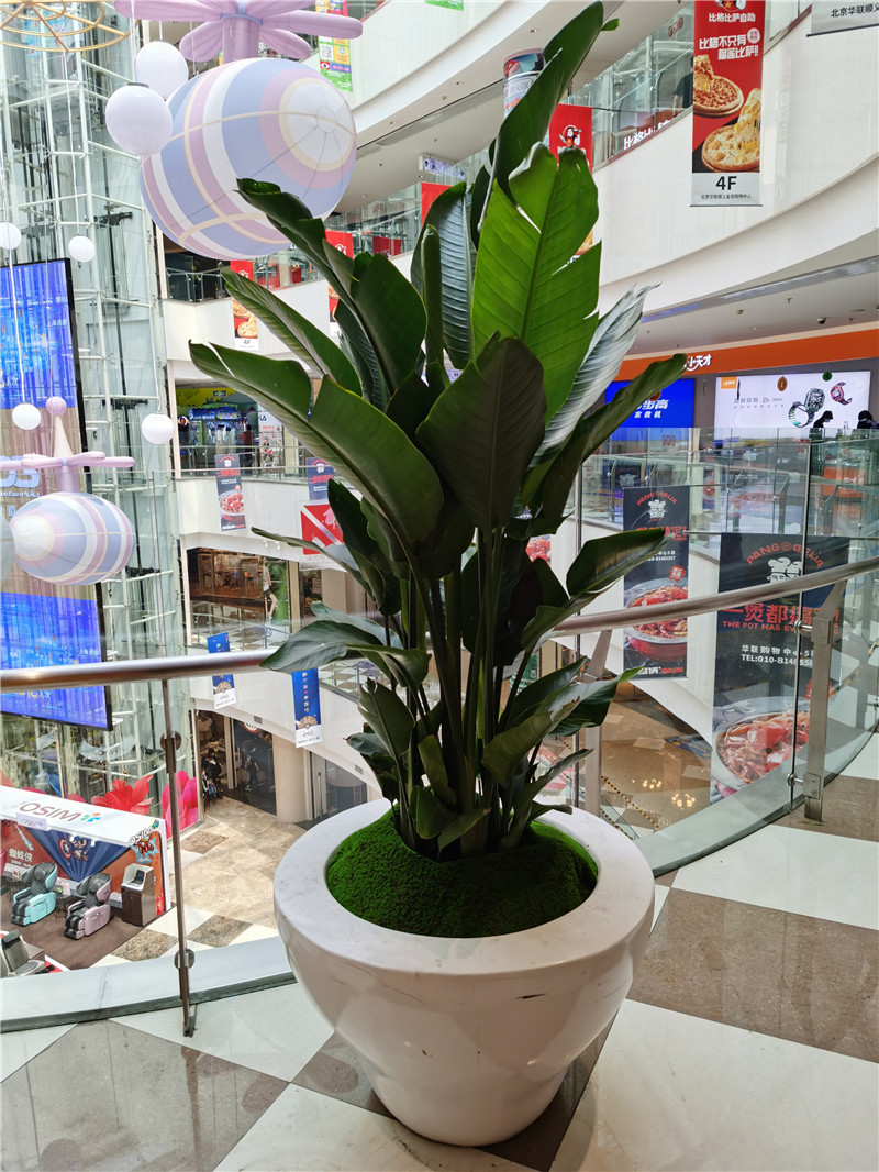 绍兴花卉组合