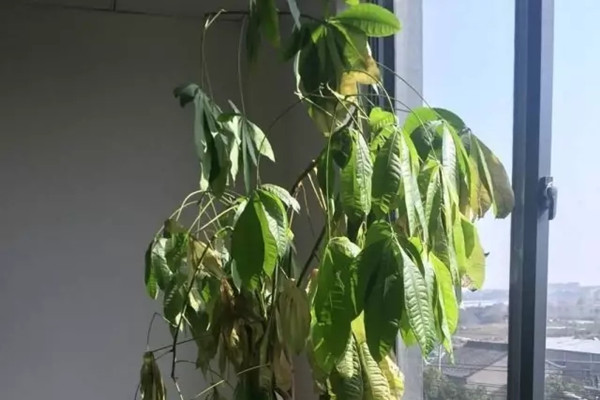 绍兴快死的发财树别扔，1分钟让它起死回生