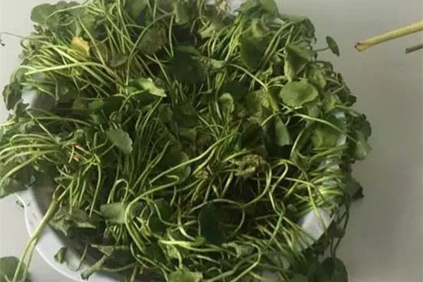 绍兴铜钱草快死了怎么办