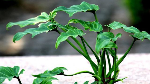 绍兴观叶植物怎么修剪？