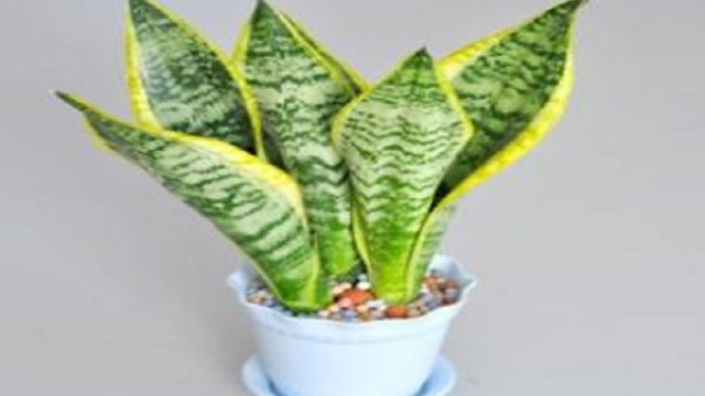 绍兴金边虎皮兰的养殖方法和注意事项