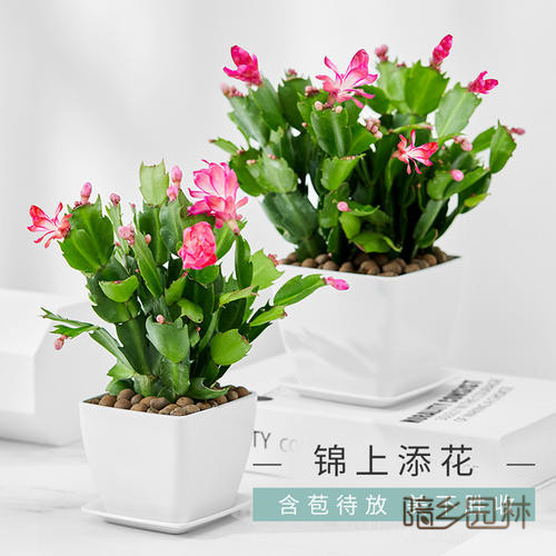 绍兴花卉租摆-蟹爪兰