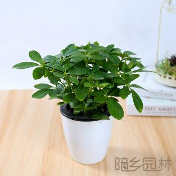 绍兴绿植租赁-鸭脚木