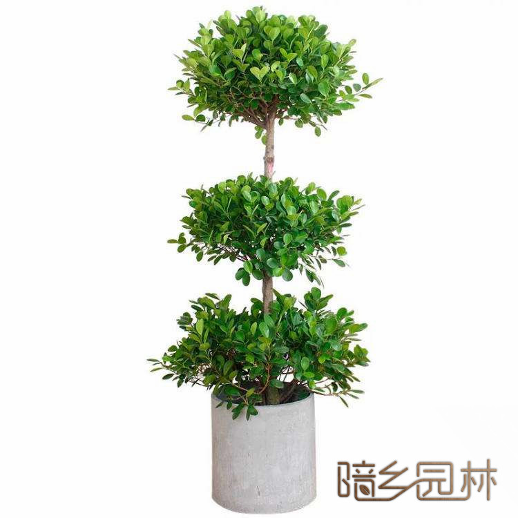 绍兴绿植租赁-摇钱树