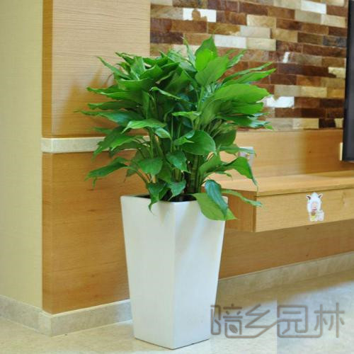 绍兴绿植租赁 -万年青