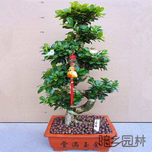 绍兴绿植租赁-摇钱树盆景