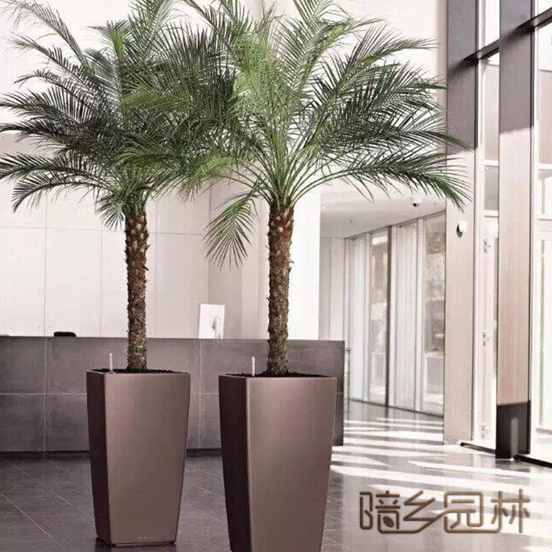 绍兴绿植租赁-针葵