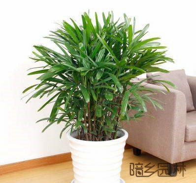 绍兴绿植租赁-棕竹