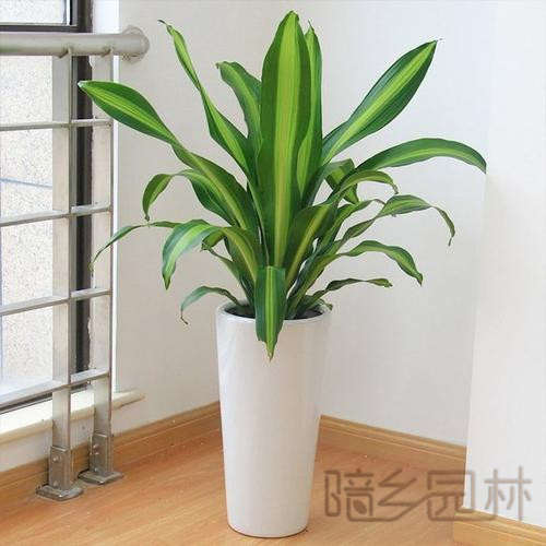 绍兴绿植租赁-也门铁