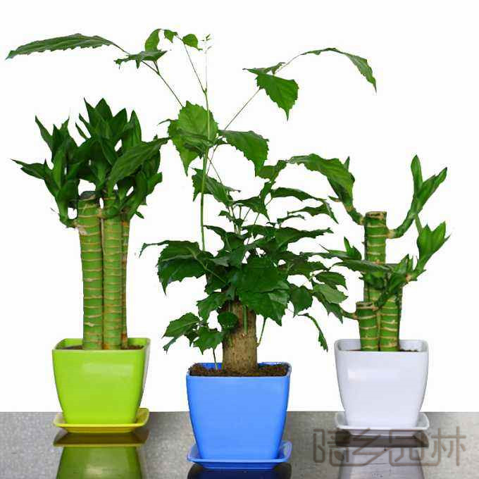 绍兴绿植租赁-富贵竹