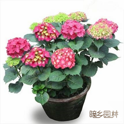 绍兴花卉租摆-绣球花