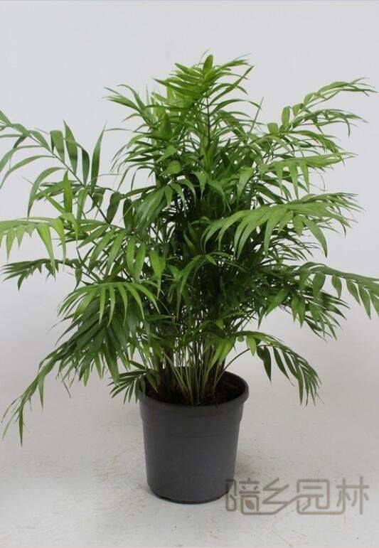 绍兴绿植租赁-袖珍椰子